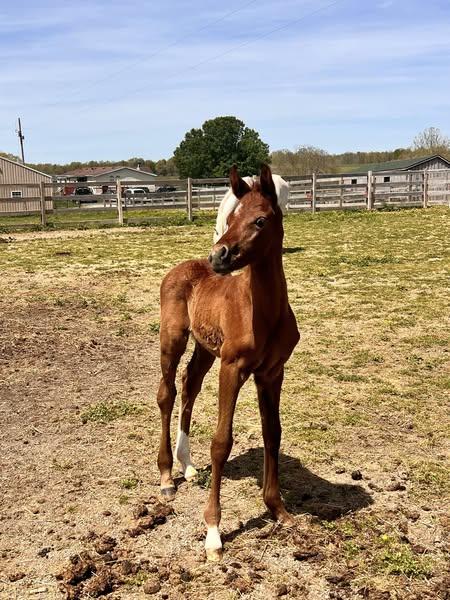 Enlarge Waseem, a Adoptable Arabian in Leitchfield , KY image 5/6