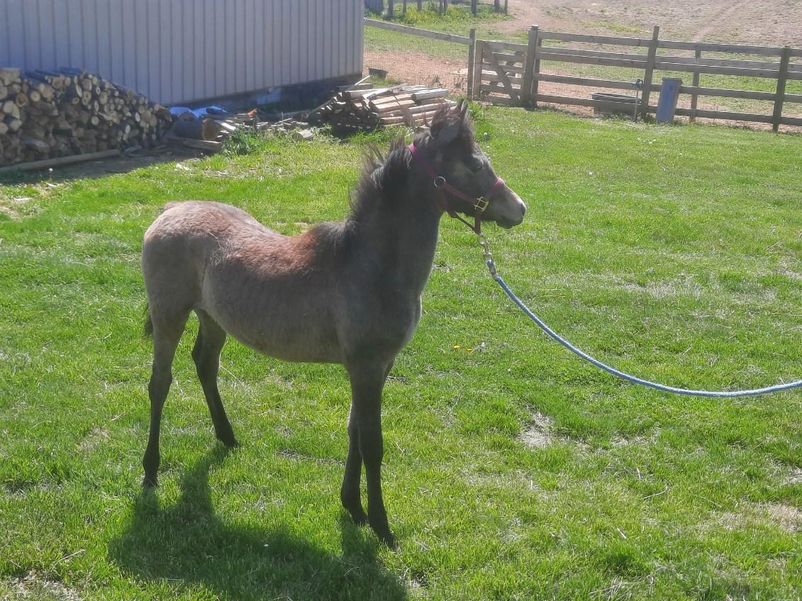 Enlarge Waseem, a Adoptable Arabian in Leitchfield , KY image 4/6