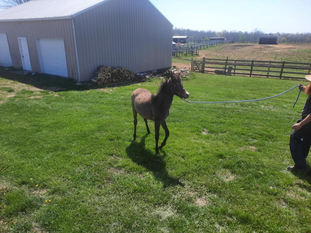 Enlarge Waseem, a Adoptable Arabian in Leitchfield , KY image 2/6