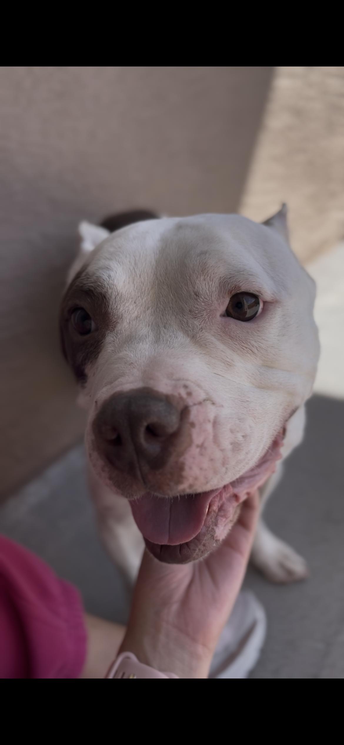 Nina, an adoptable American Bully in El Paso, TX, 79912 | Photo Image 1