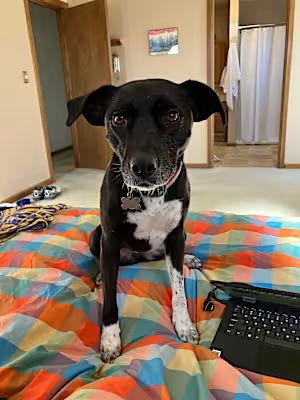 Rowena, Adoptable, Adult Female Labrador Retriever.