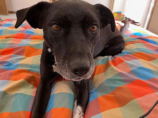 Rowena, a Adoptable Labrador Retriever in Fort Collins, CO image 3/3