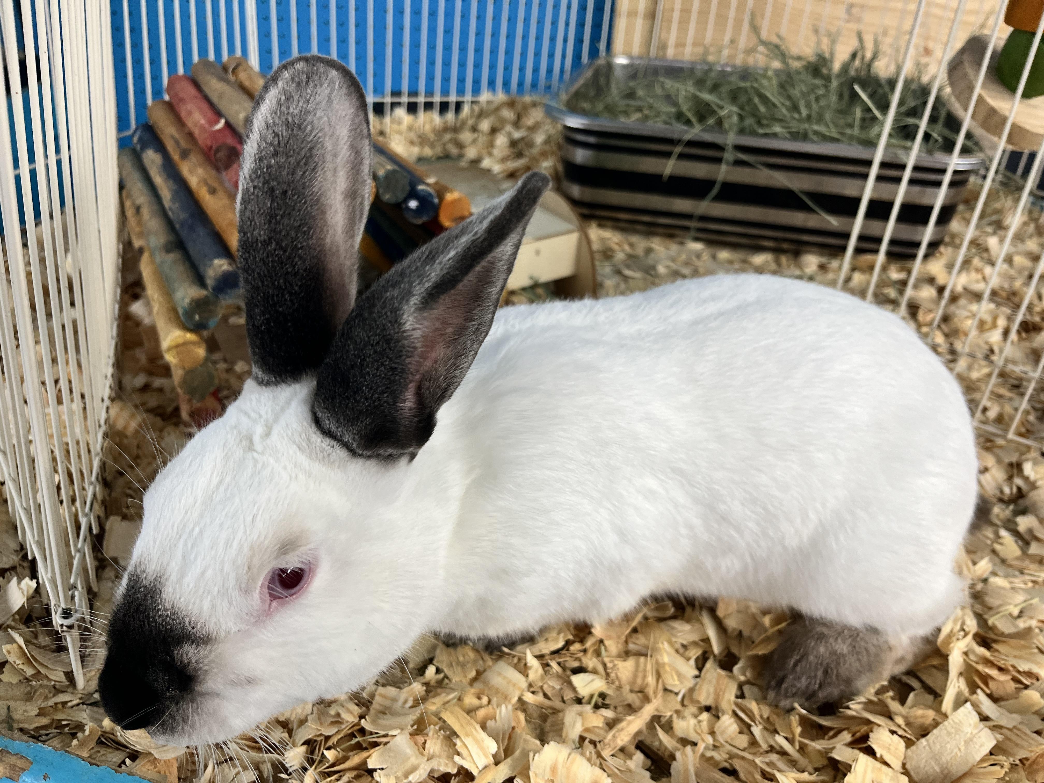 Almond, a Adoptable Californian image 4/6