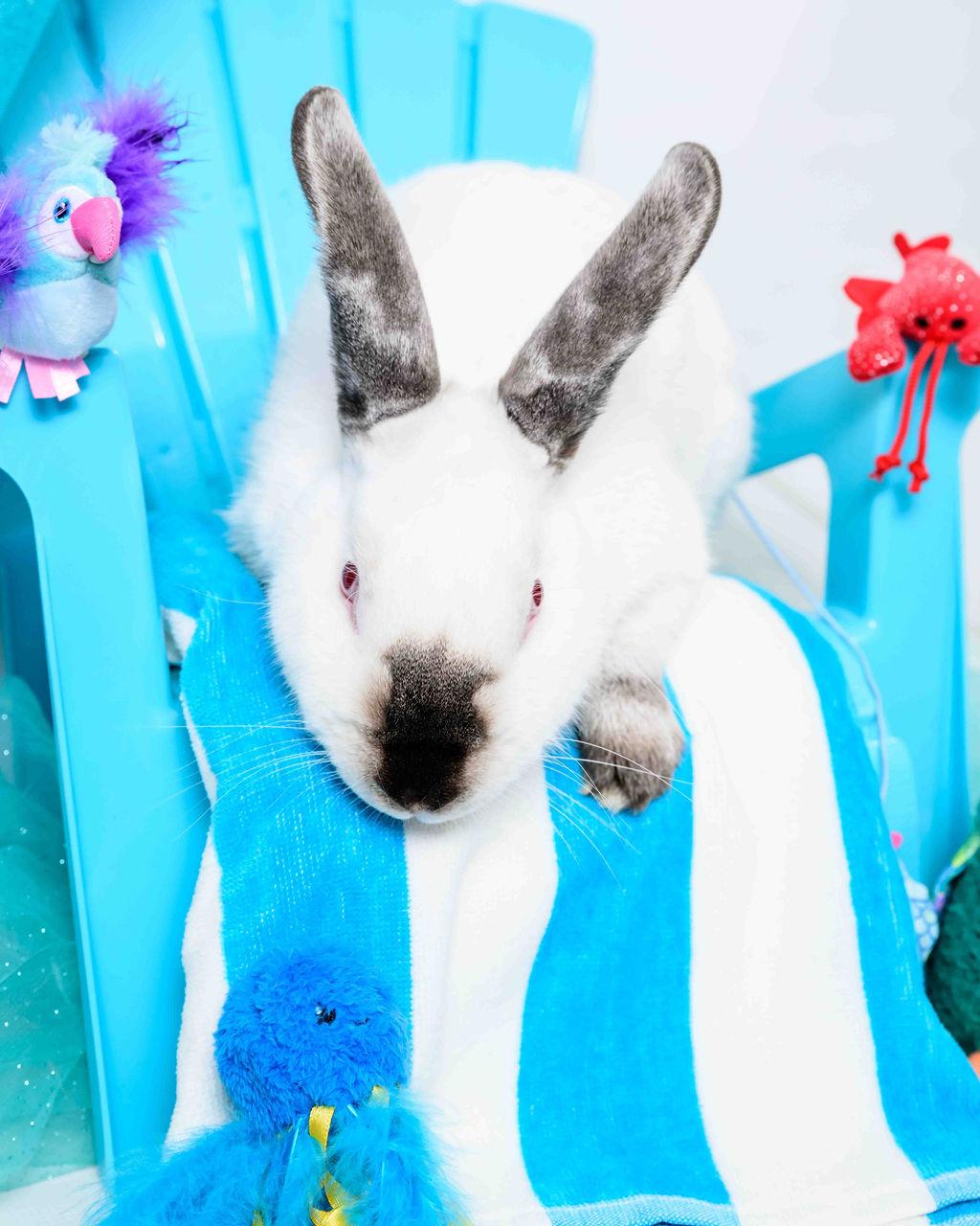 Almond, a Adoptable Californian image 2/6