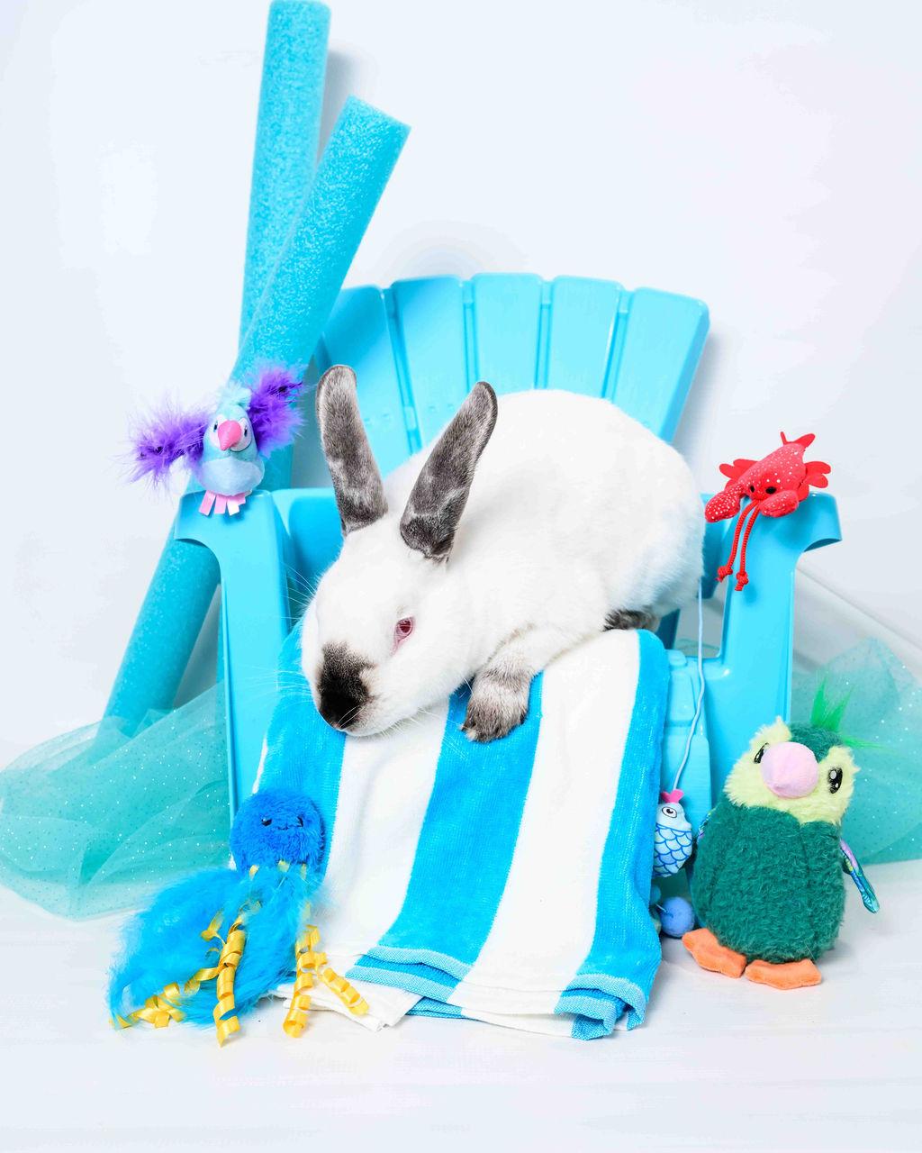 Almond, Adoptable, Young Male Californian.