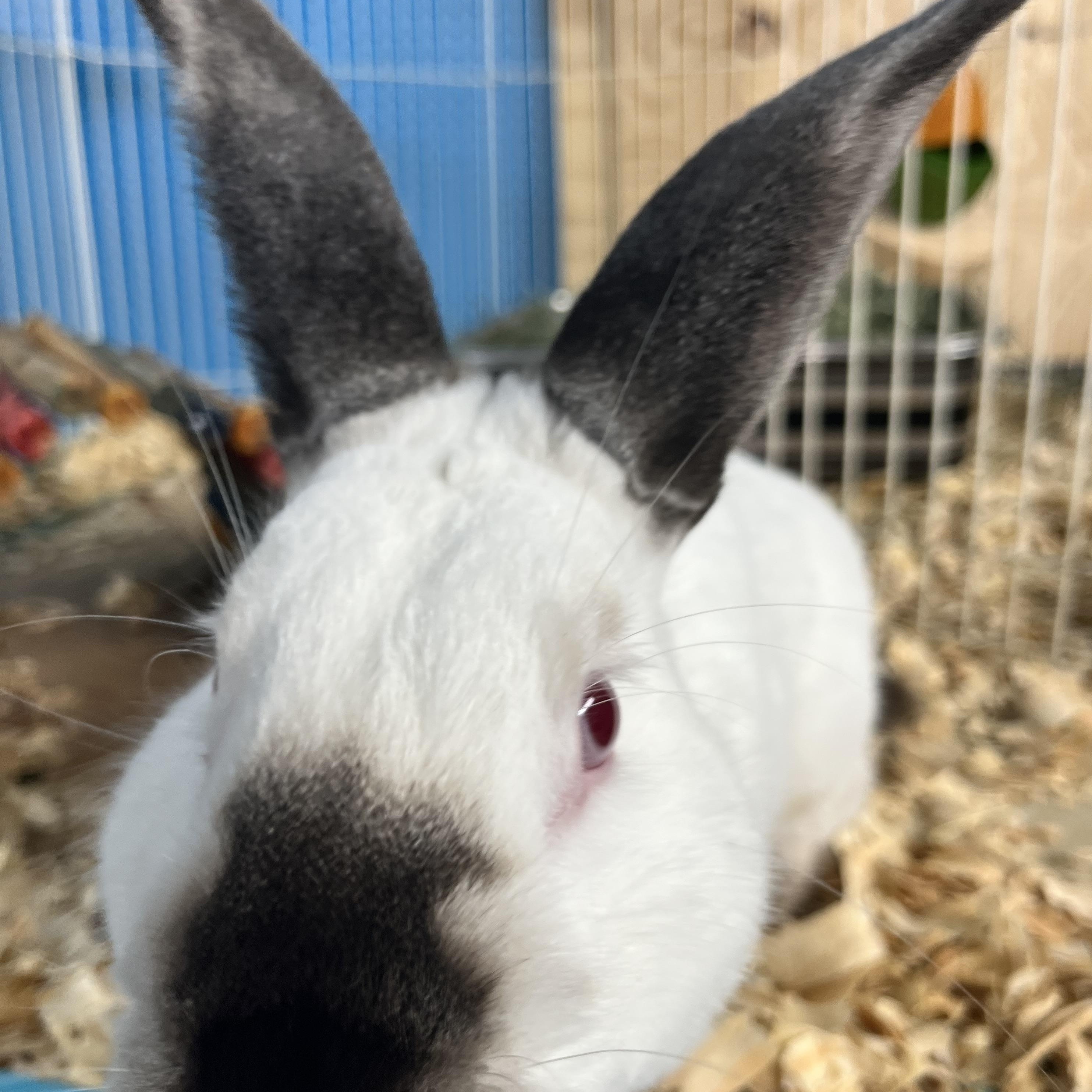 Almond, a Adoptable Californian image 5/6