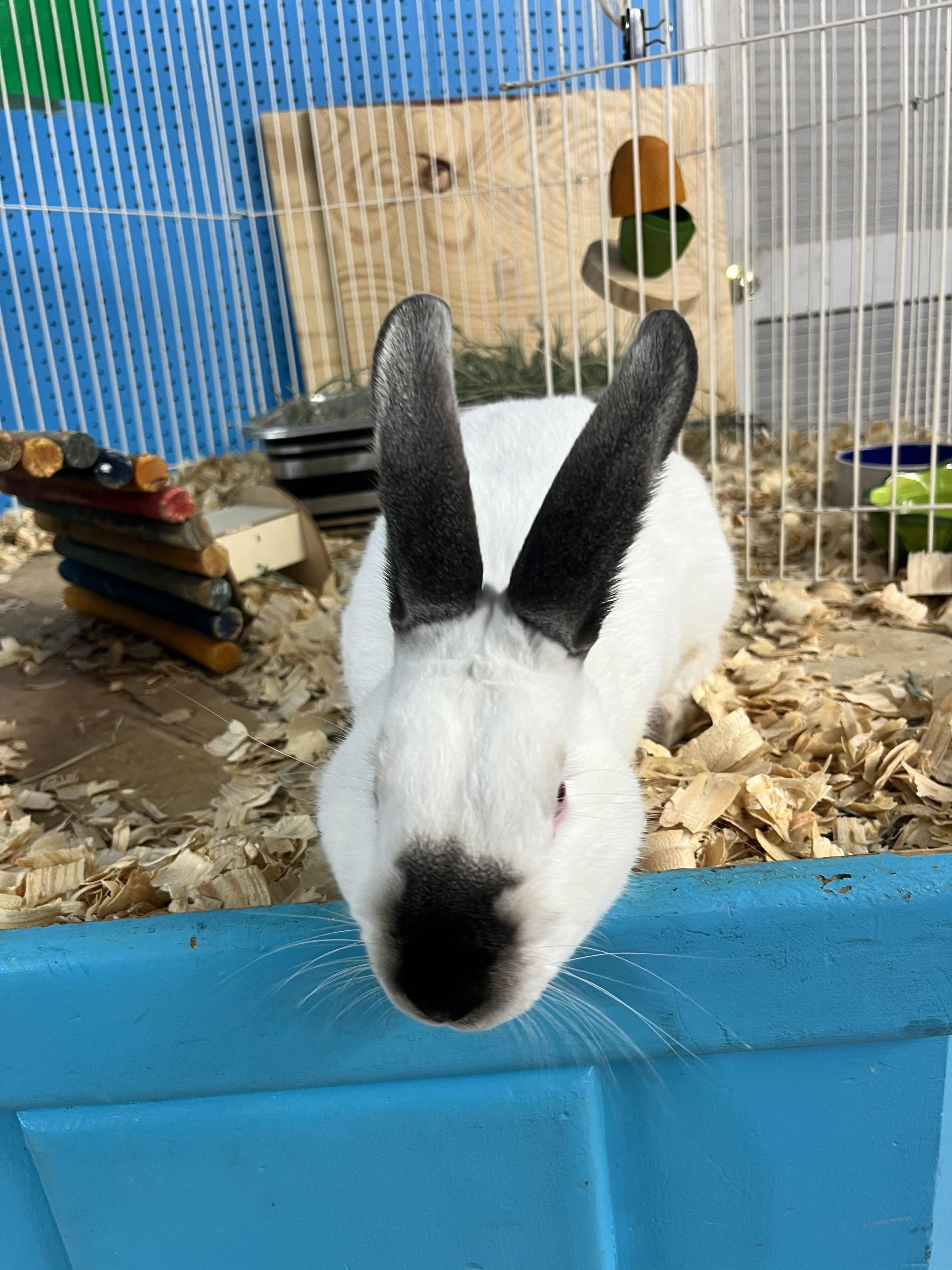 Almond, a Adoptable Californian image 6/6