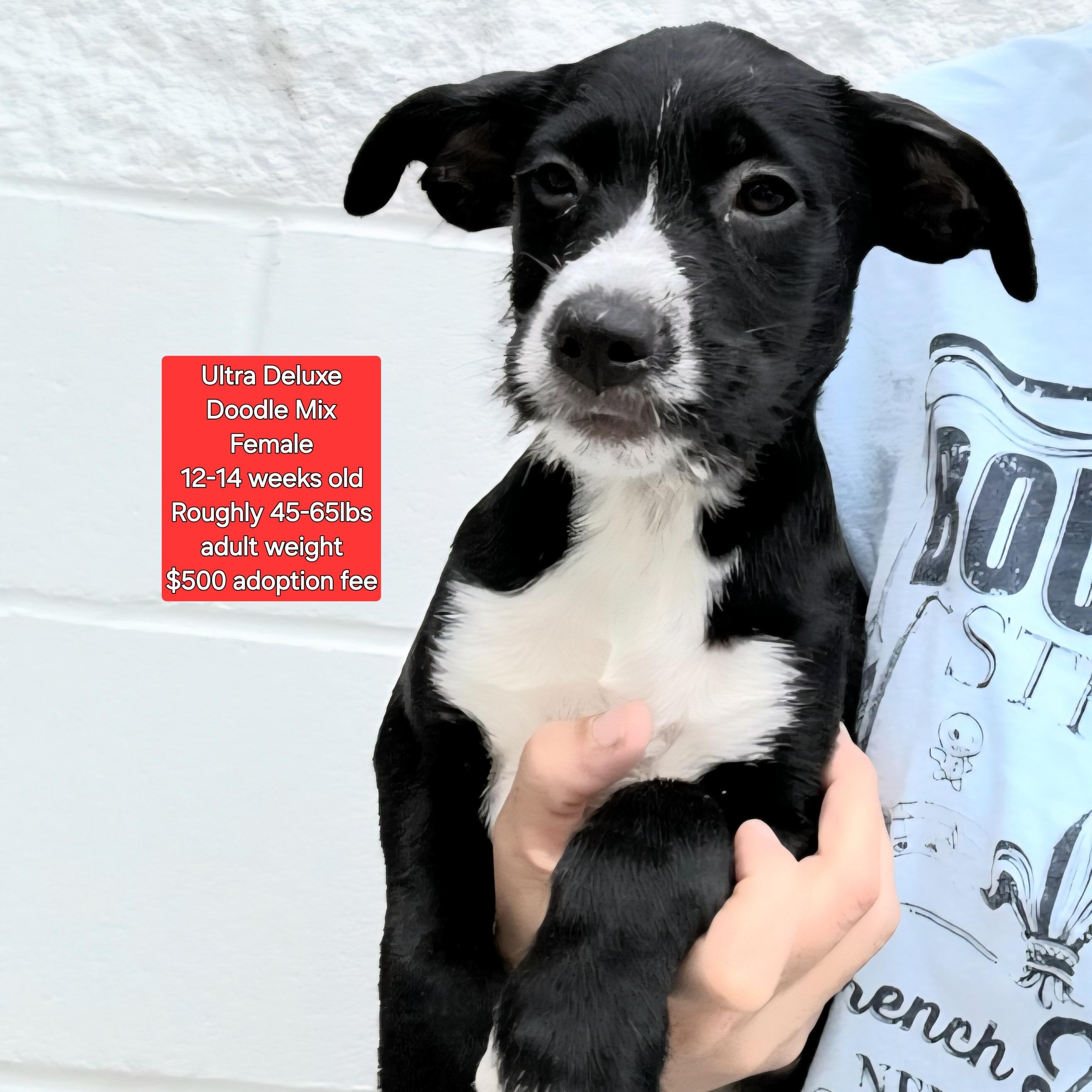Ultra Deluxe, an adoptable Labradoodle in Oviedo, FL, 32762 | Photo Image 1