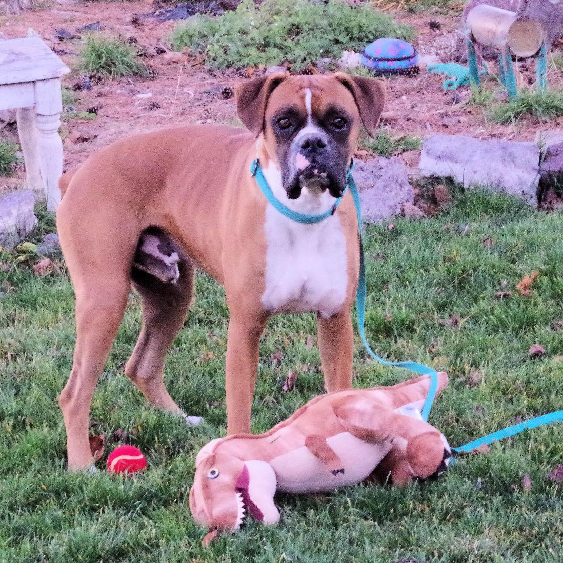 Enlarge SONIC, a ADOPTABLE Boxer in Kuna, ID image 3/4