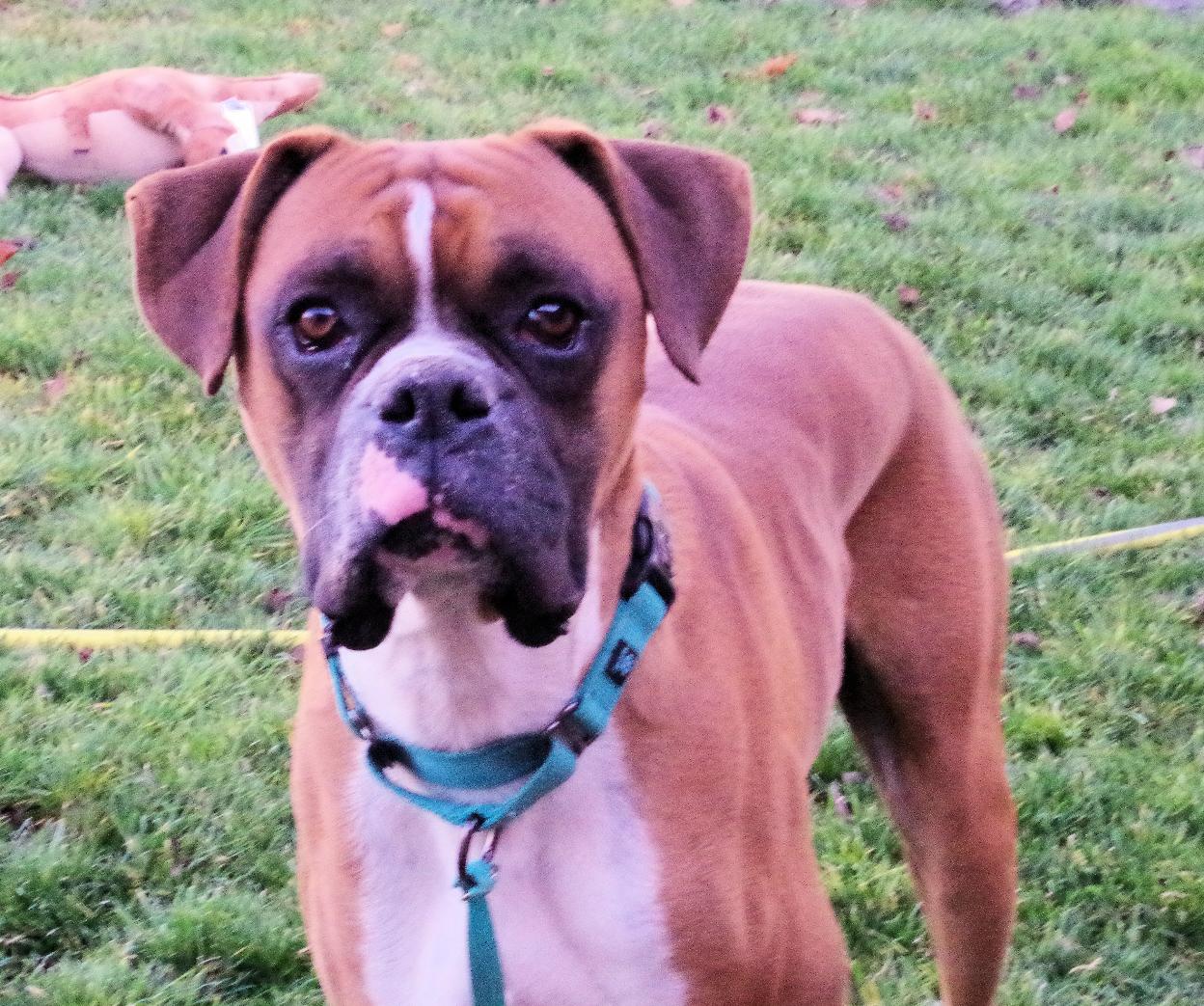 Enlarge SONIC, a ADOPTABLE Boxer in Kuna, ID image 4/4