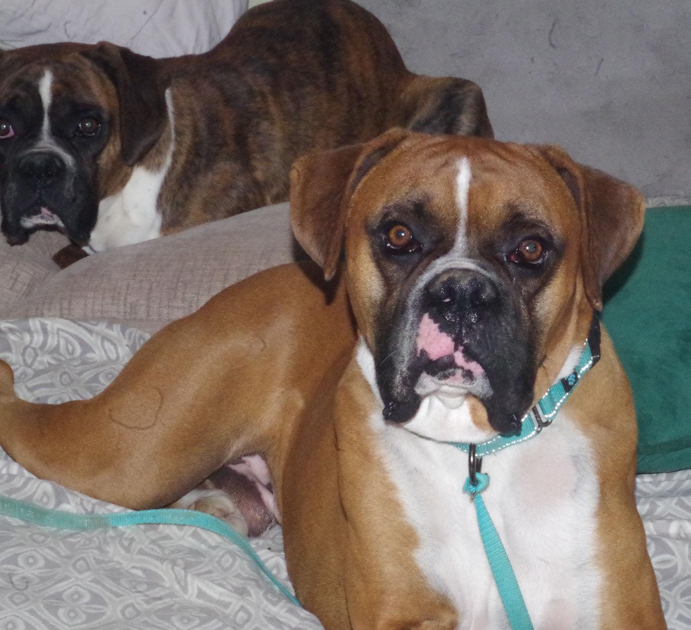 SONIC, ADOPTABLE, Adult Male Boxer.