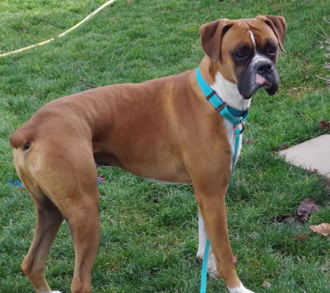 Enlarge SONIC, a ADOPTABLE Boxer in Kuna, ID image 2/4
