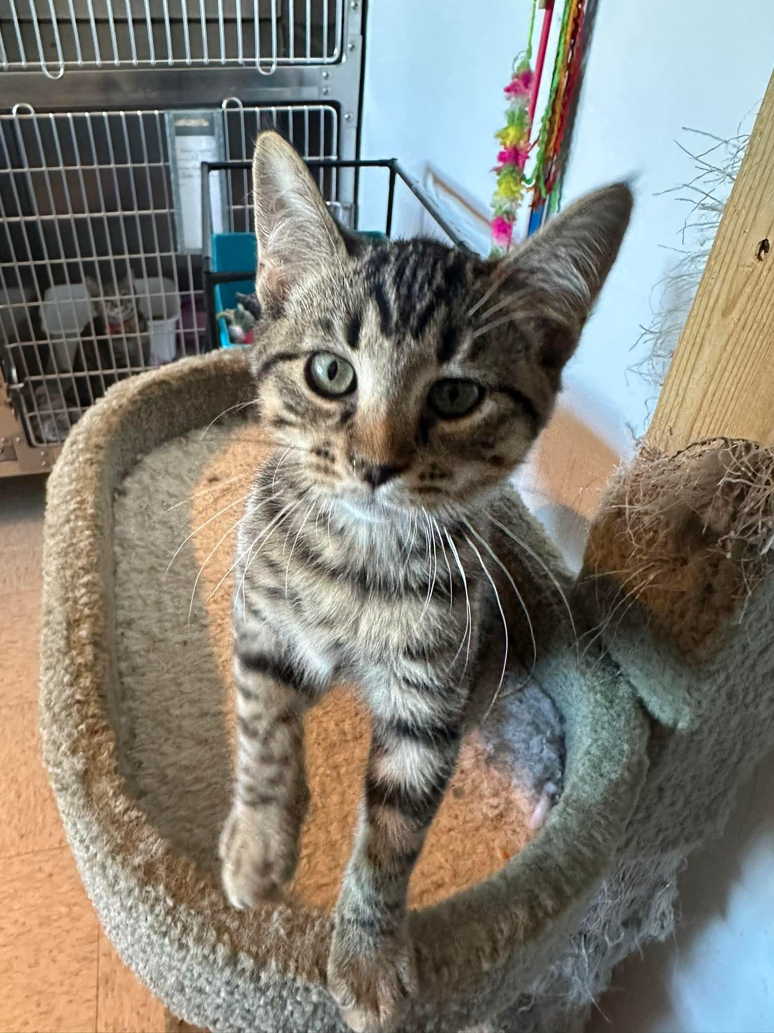 Enlarge Coffee Cake , a ADOPTABLE Domestic Short Hair in Weyburn, SK image 1/1