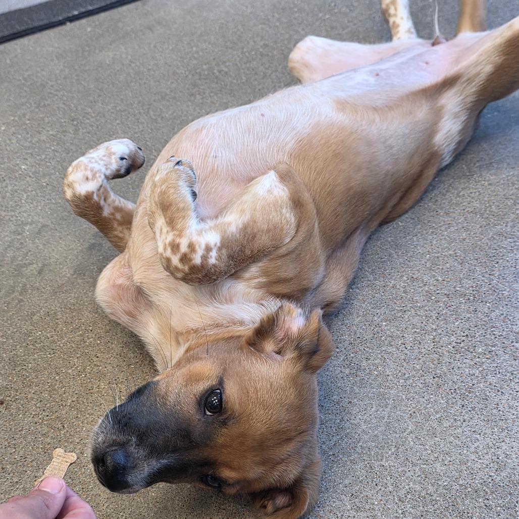 Enlarge Sandel, a Adoptable Cattle Dog in Sand Springs, OK image 1/6