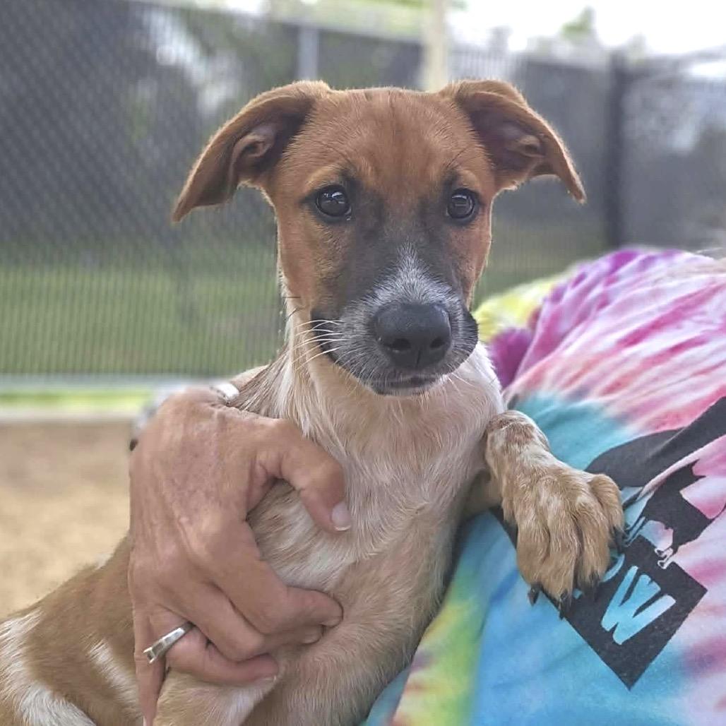 Enlarge Sandel, a Adoptable Cattle Dog in Sand Springs, OK image 2/6