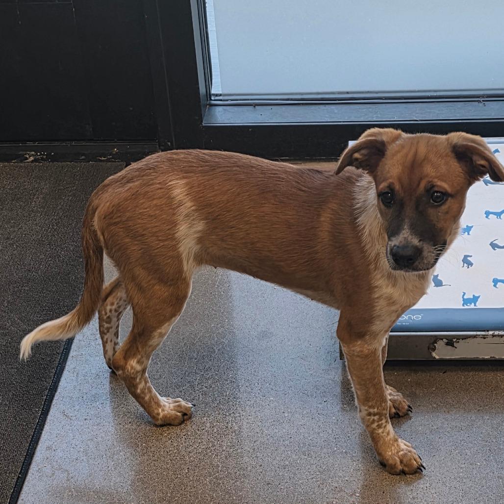 Enlarge Sandel, a Adoptable Cattle Dog in Sand Springs, OK image 3/6
