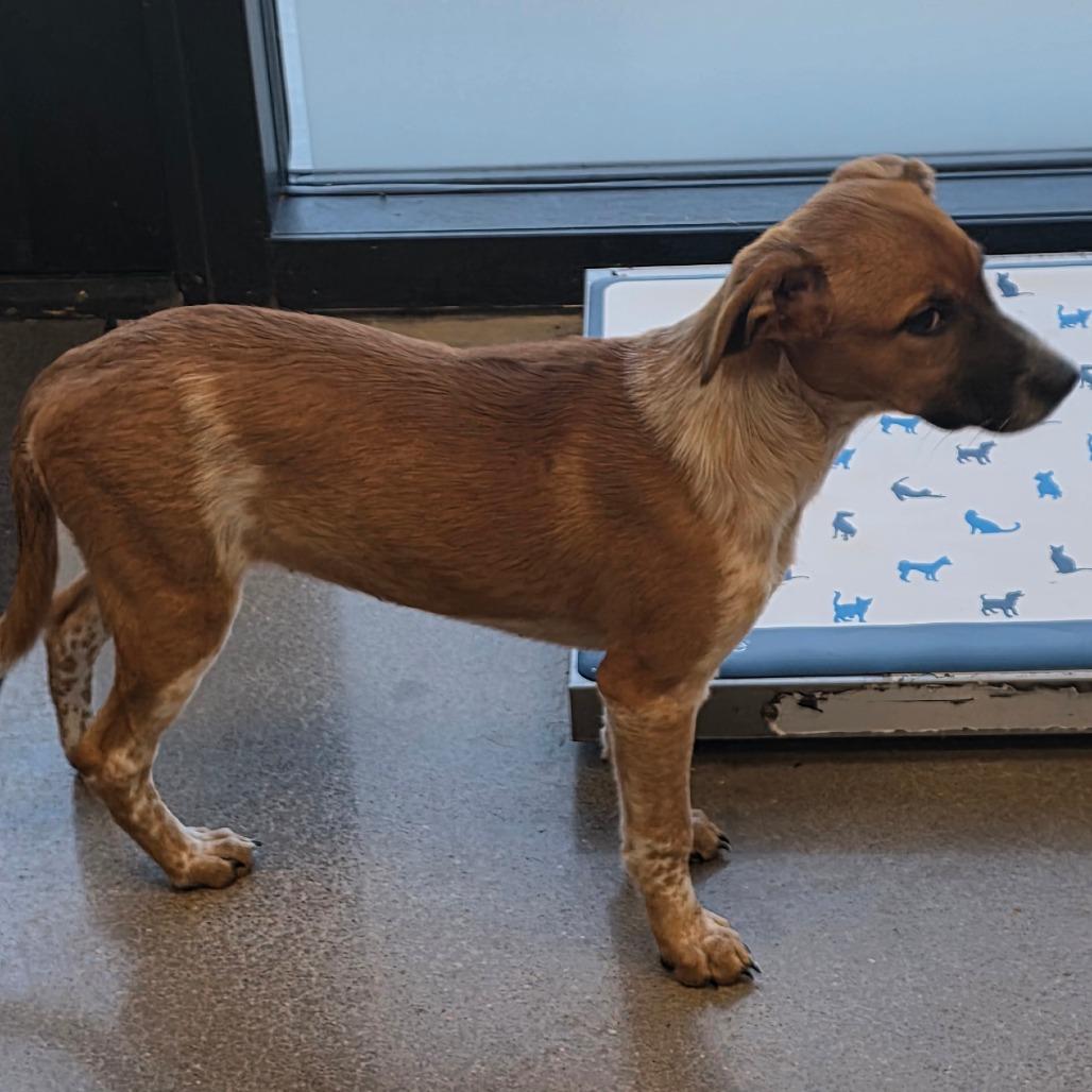 Enlarge Sandel, a Adoptable Cattle Dog in Sand Springs, OK image 4/6