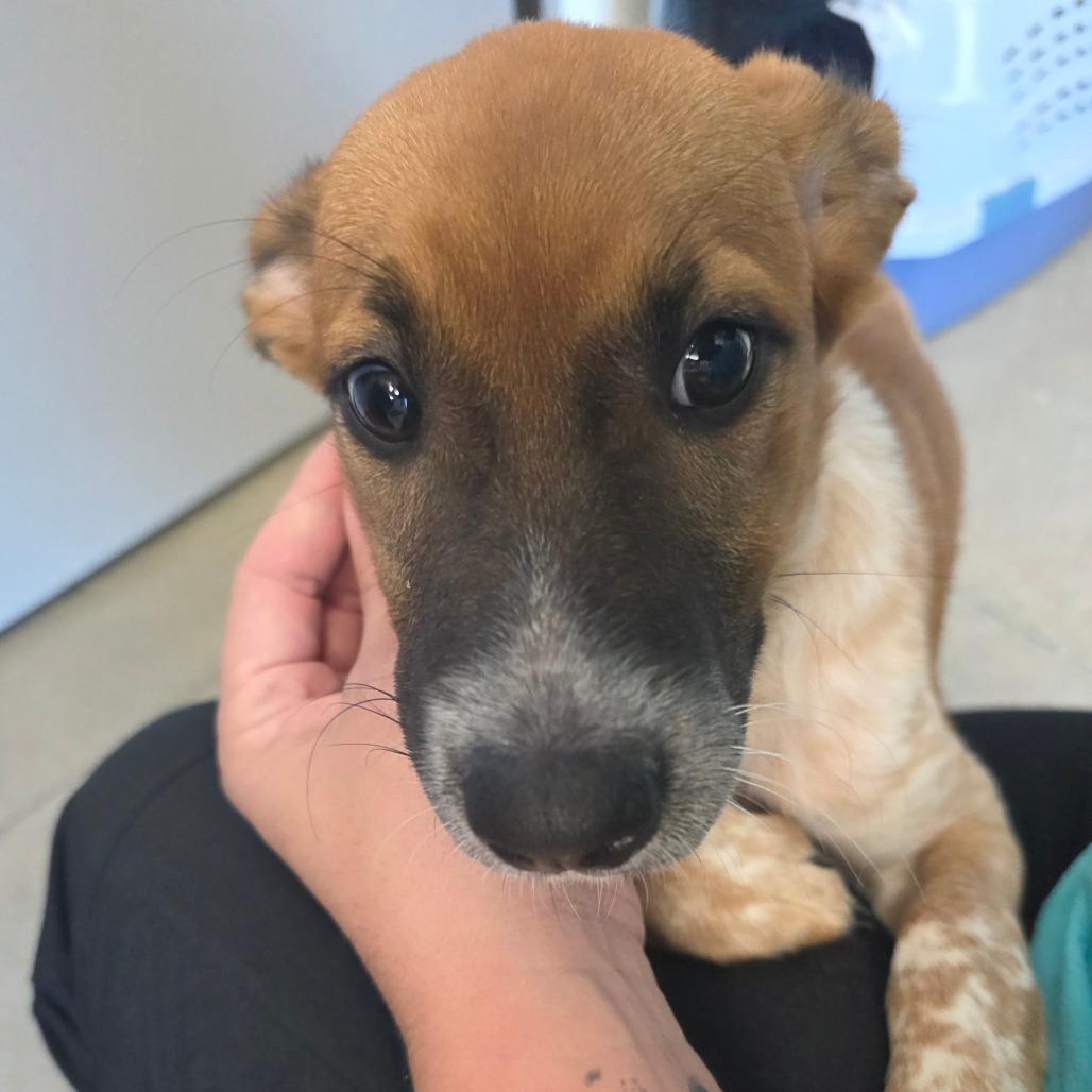 Enlarge Sandel, a Adoptable Cattle Dog in Sand Springs, OK image 5/6