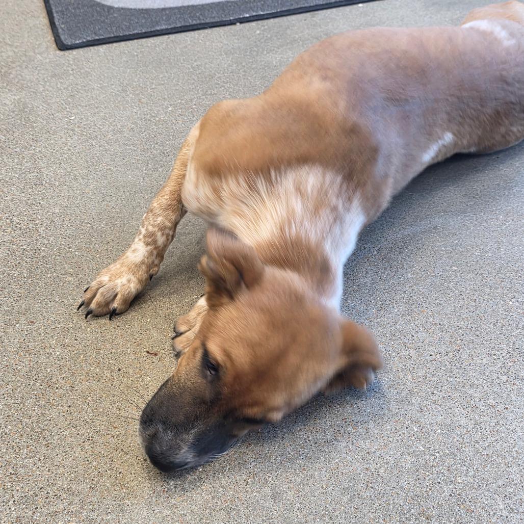 Enlarge Sandel, a Adoptable Cattle Dog in Sand Springs, OK image 6/6