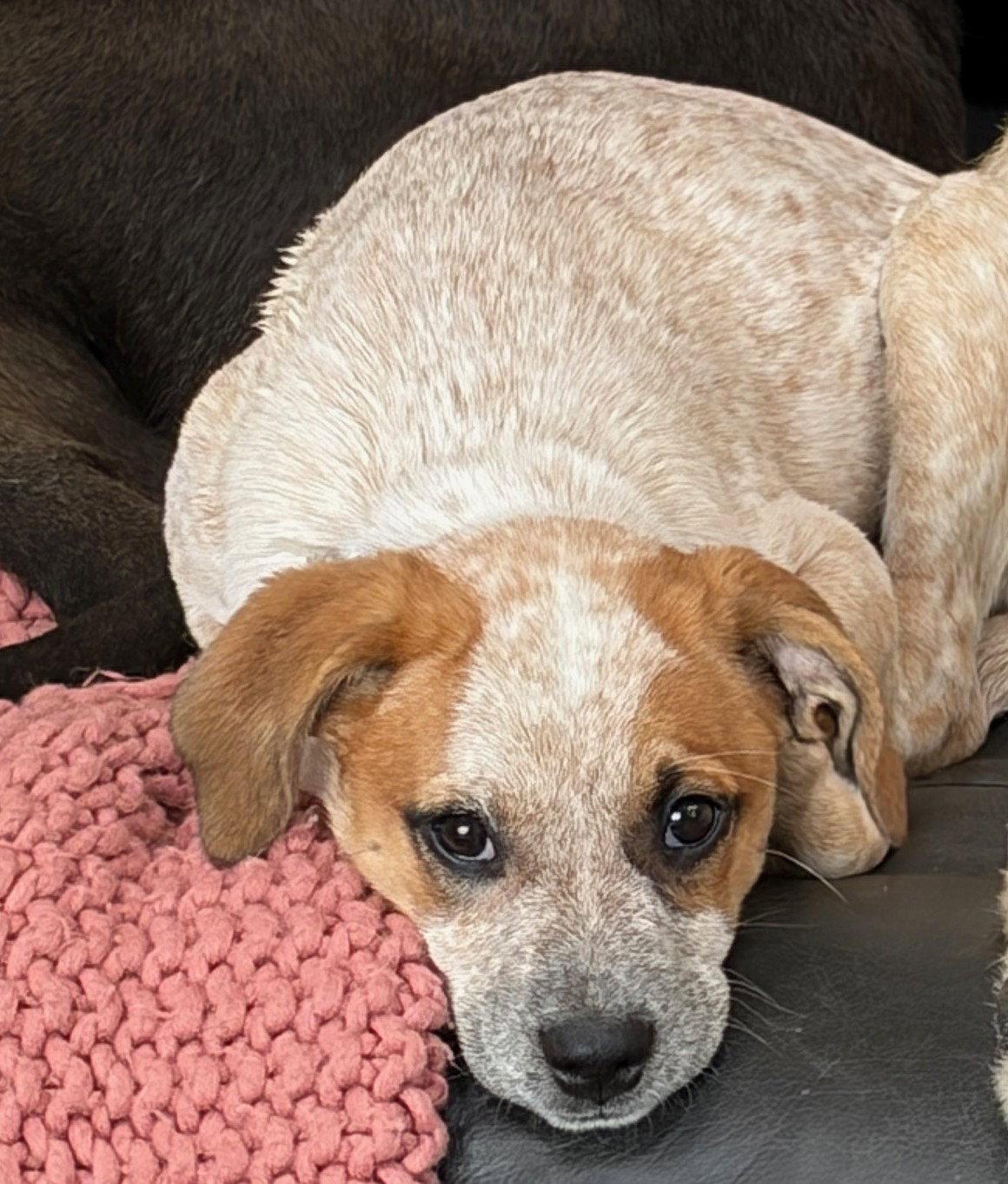 Samantha, a Adoptable Australian Cattle Dog / Blue Heeler in Evergreen, CO image 2/3