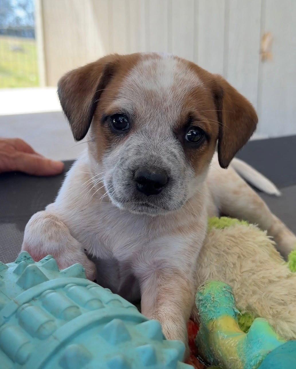 Samantha, a Adoptable Australian Cattle Dog / Blue Heeler in Evergreen, CO image 3/3