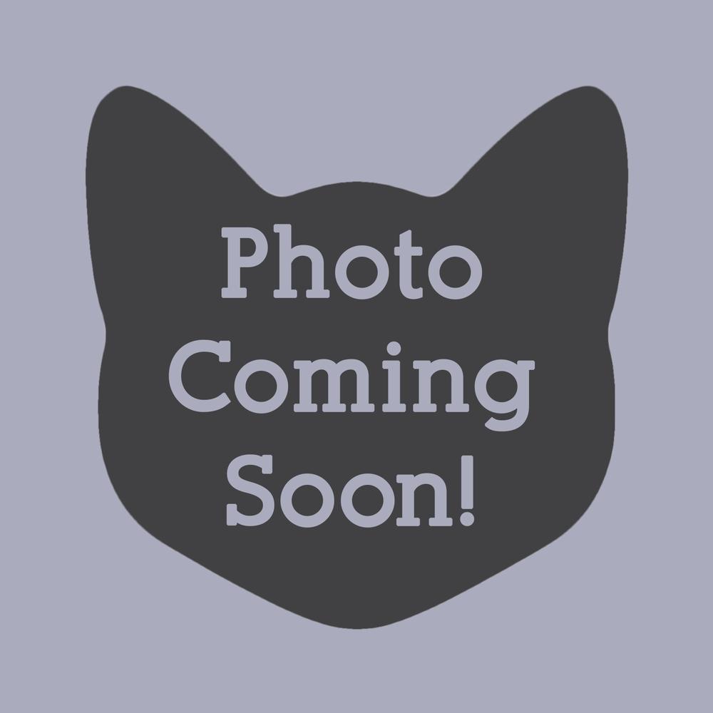 Yannie, Adoptable, Kitten Female Domestic Short Hair.