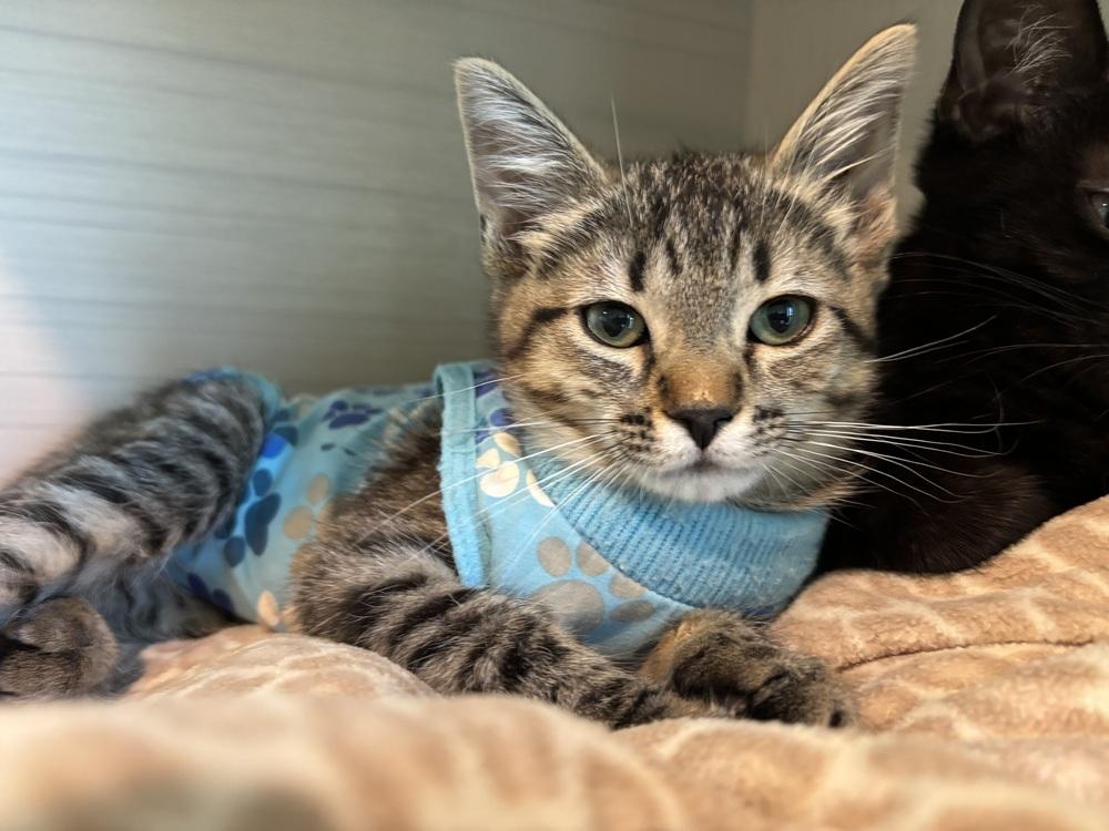 Enlarge Yannie, a Adoptable mixed breed in Norristown, PA image 2/2