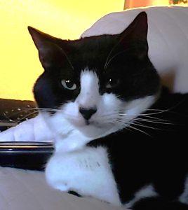 Enlarge Malus and Spite, a ADOPTABLE Domestic Short Hair in Anchorage, AK image 2/3