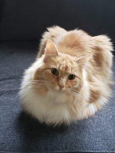 Enlarge Malus and Spite, a ADOPTABLE Domestic Short Hair in Anchorage, AK image 3/3