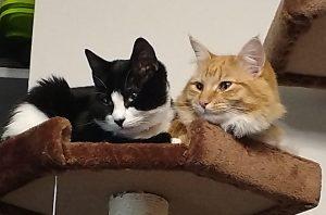 Malus and Spite, ADOPTABLE, Adult Female Domestic Short Hair.