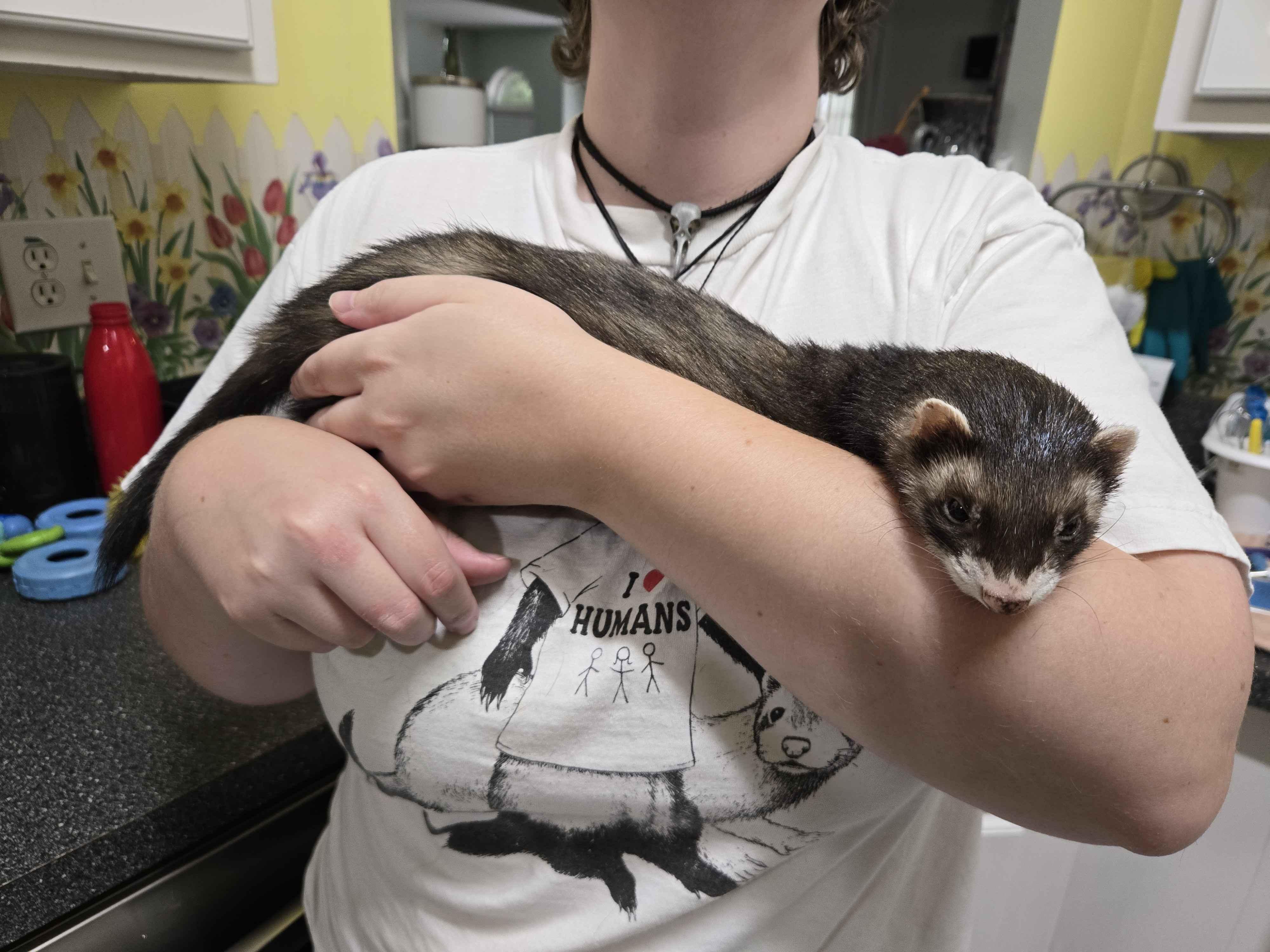 Milo, ADOPTABLE, Adult Male Ferret.