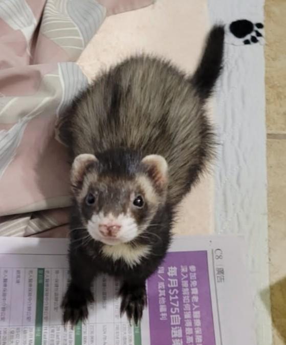 Milo, a ADOPTABLE Ferret in Acworth, GA image 2/2