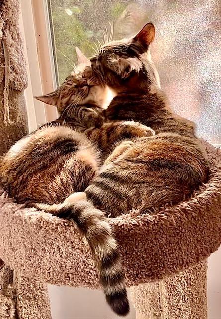 Enlarge Foster Needed** video**, a Adoptable American Shorthair in Pasadena, CA image 2/6