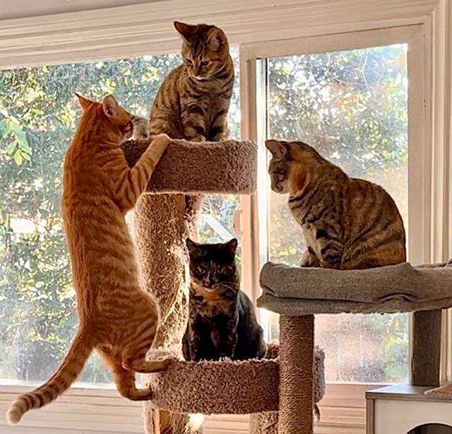 Enlarge Foster Needed** video**, a Adoptable American Shorthair in Pasadena, CA image 1/6