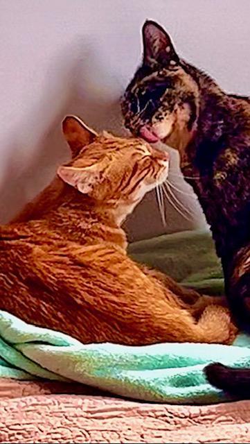 Enlarge Foster Needed** video**, a Adoptable American Shorthair in Pasadena, CA image 3/6