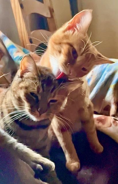 Enlarge Foster Needed** video**, a Adoptable American Shorthair in Pasadena, CA image 4/6