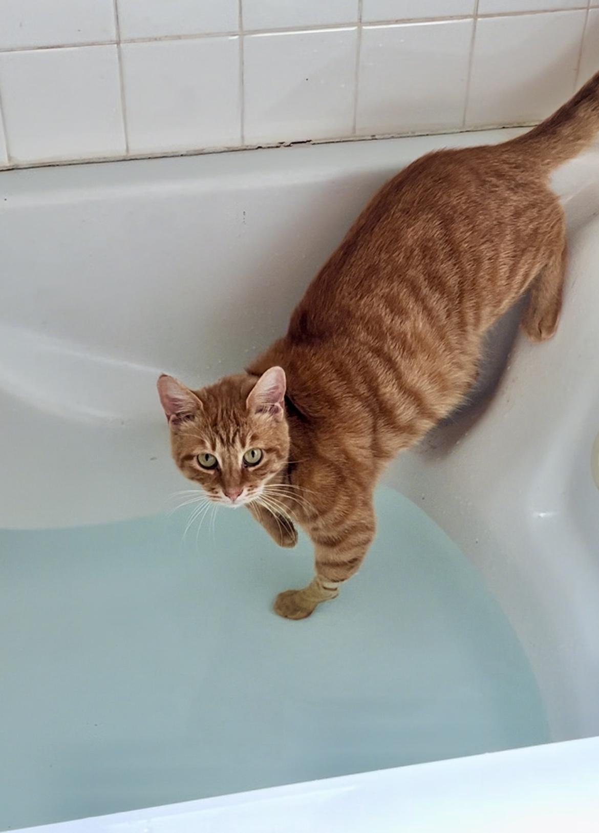 Enlarge Foster Needed** video**, a Adoptable American Shorthair in Pasadena, CA image 5/6