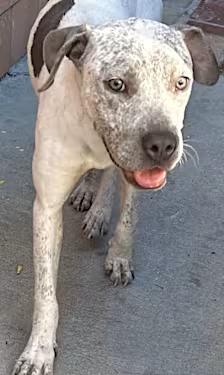 Doug, Adoptable, Young Male Pit Bull Terrier & Pointer.