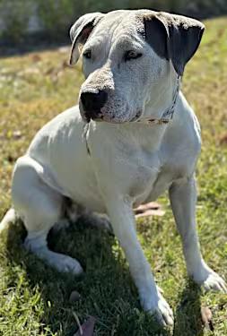 Enlarge Doug, a Adoptable mixed breed in Santa Ana, CA image 2/3