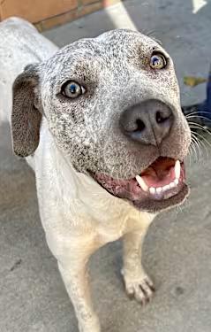 Enlarge Doug, a Adoptable mixed breed in Santa Ana, CA image 3/3