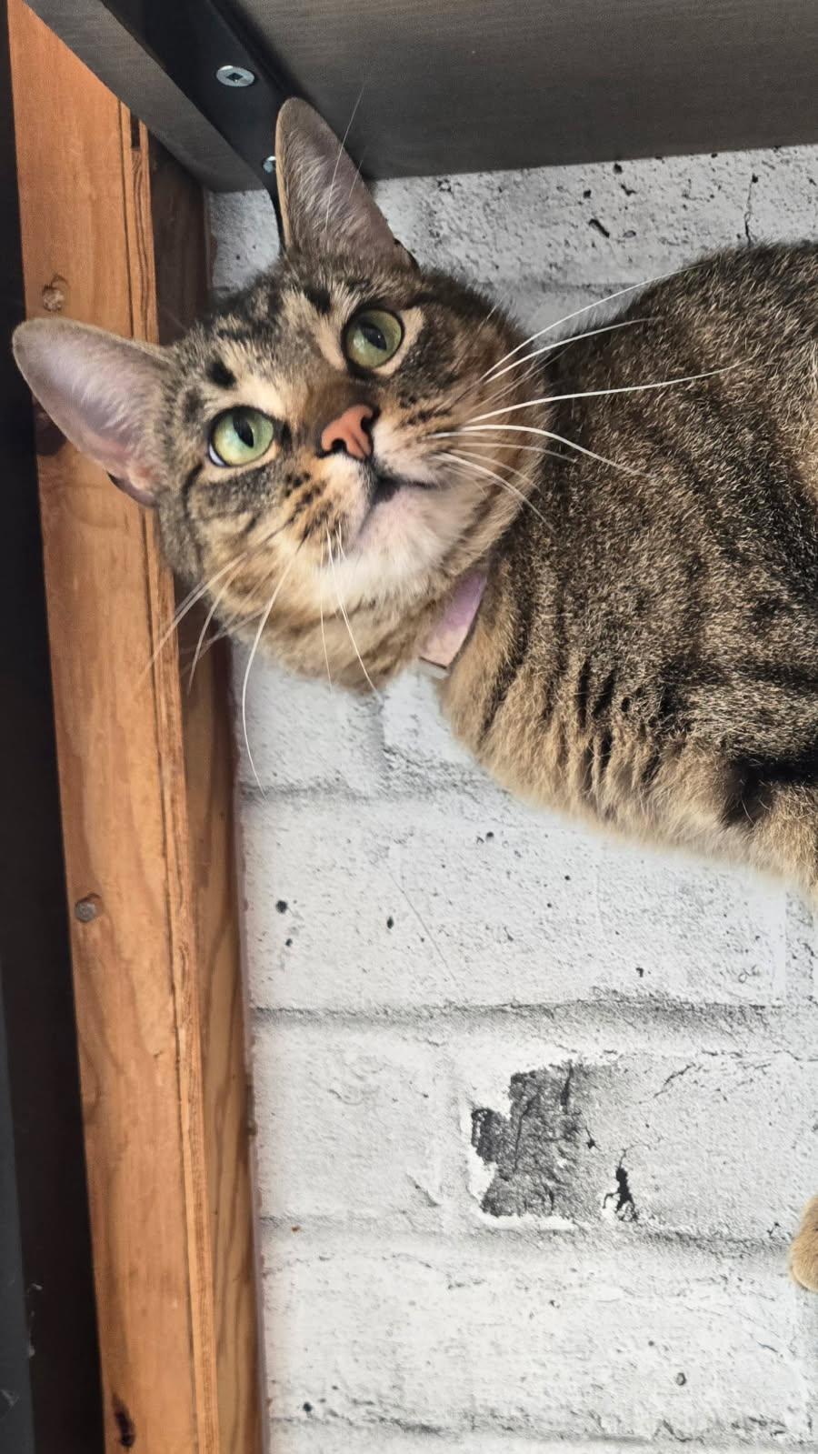 Enlarge Roo, a Adopted Domestic Short Hair in Chilliwack, BC image 2/2