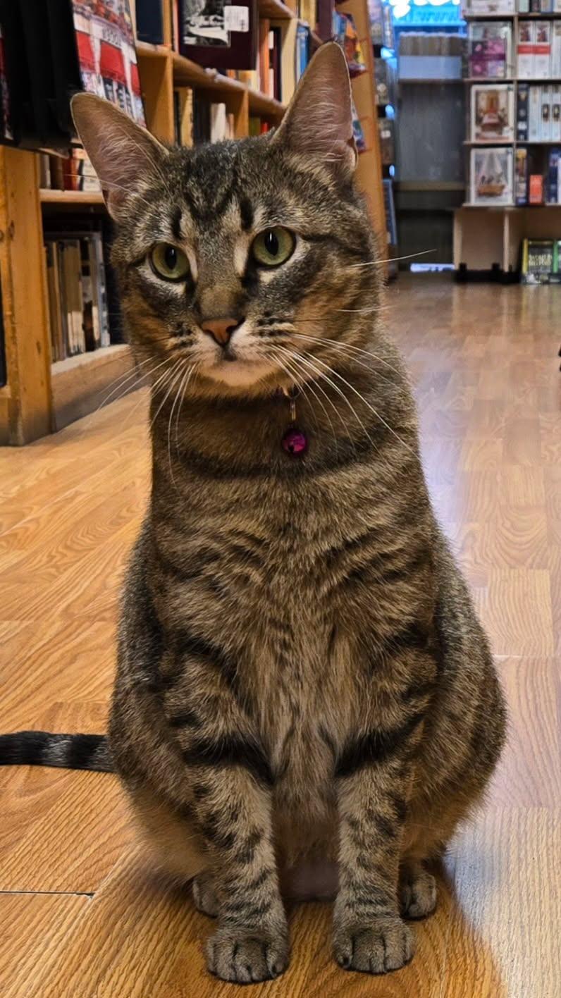 Roo, Adopted, Young Female Domestic Short Hair.