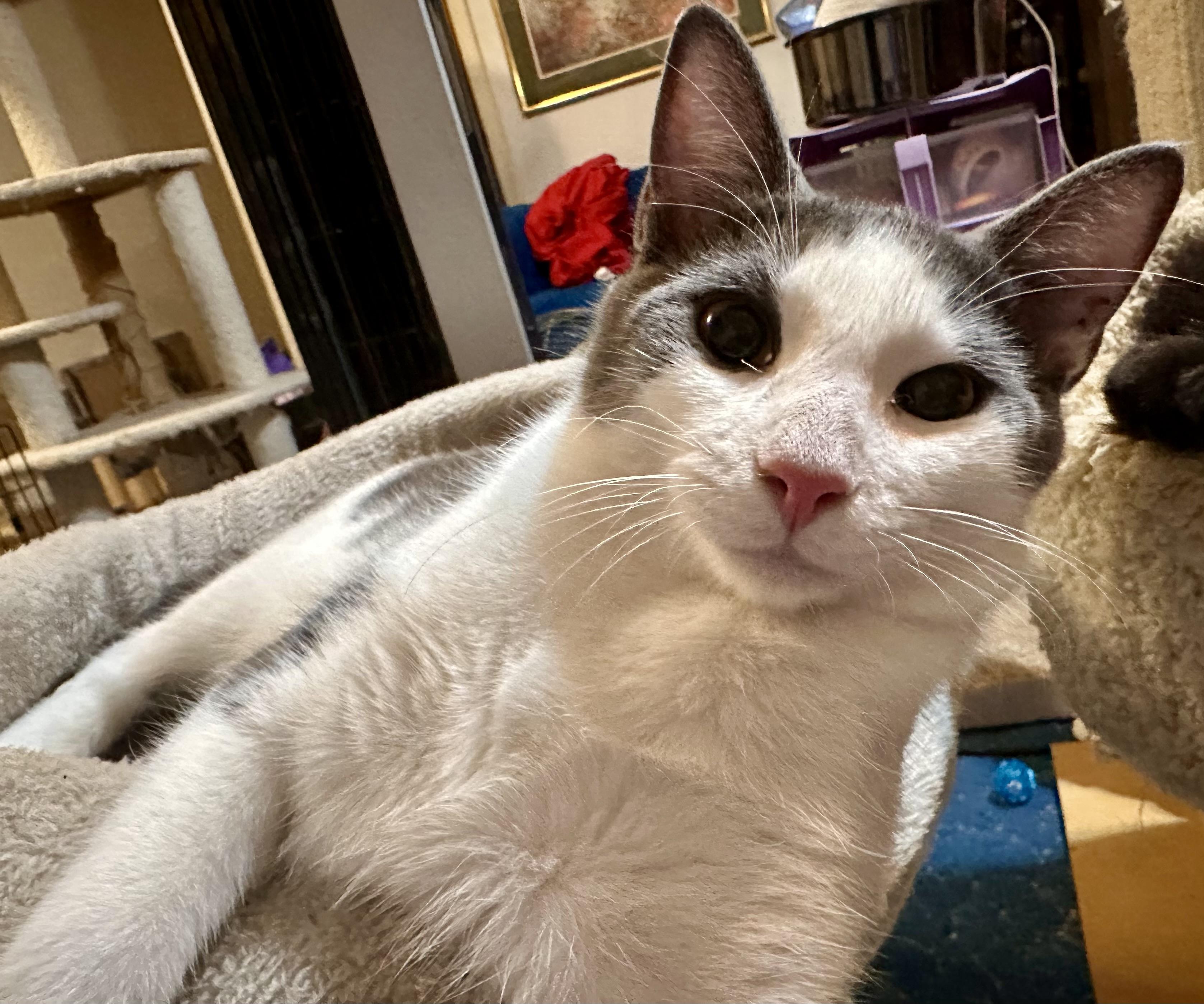 Enlarge Ziggy, a Adoptable Domestic Short Hair in Fayetteville, NC image 6/6