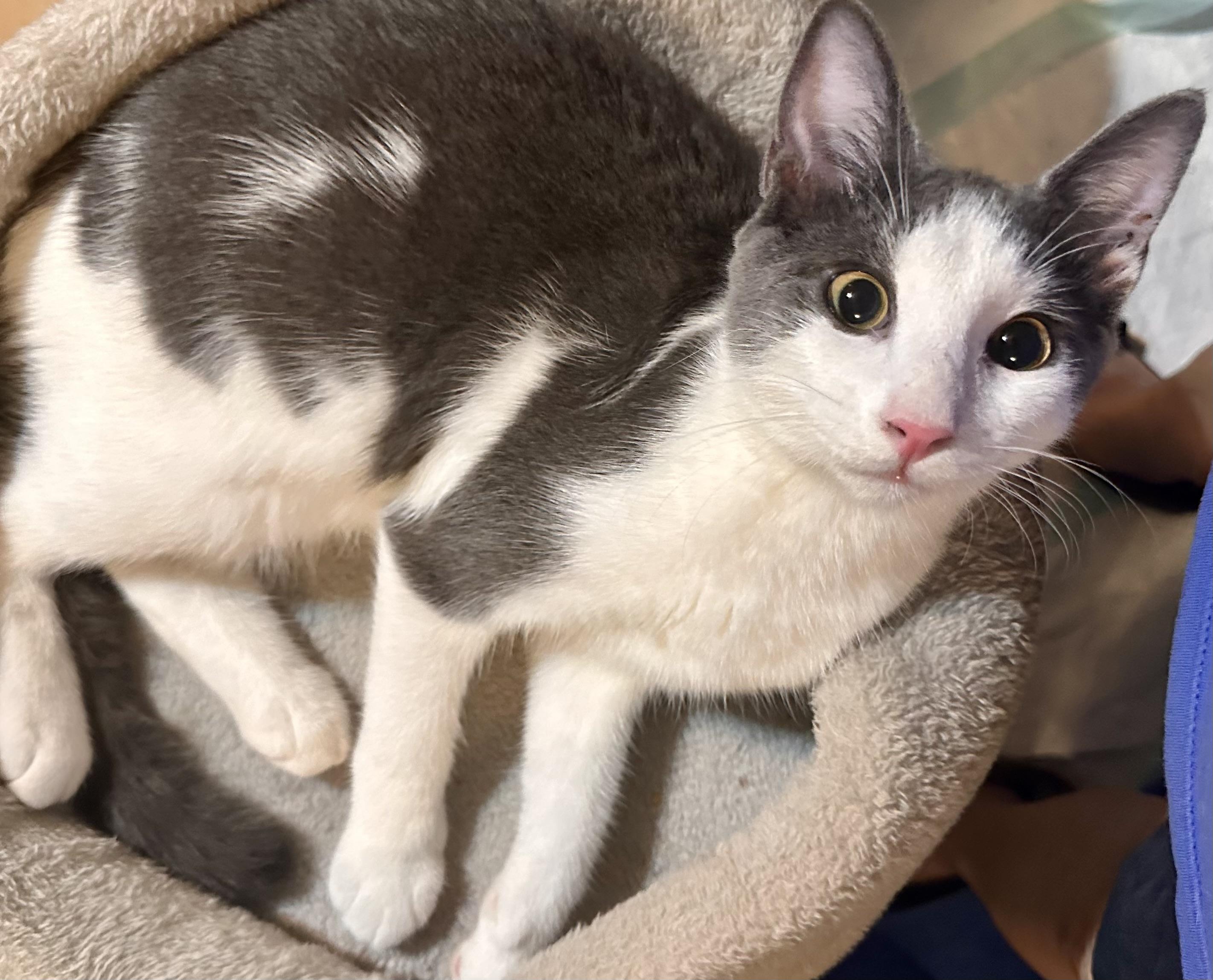 Enlarge Ziggy, a Adoptable Domestic Short Hair in Fayetteville, NC image 2/6