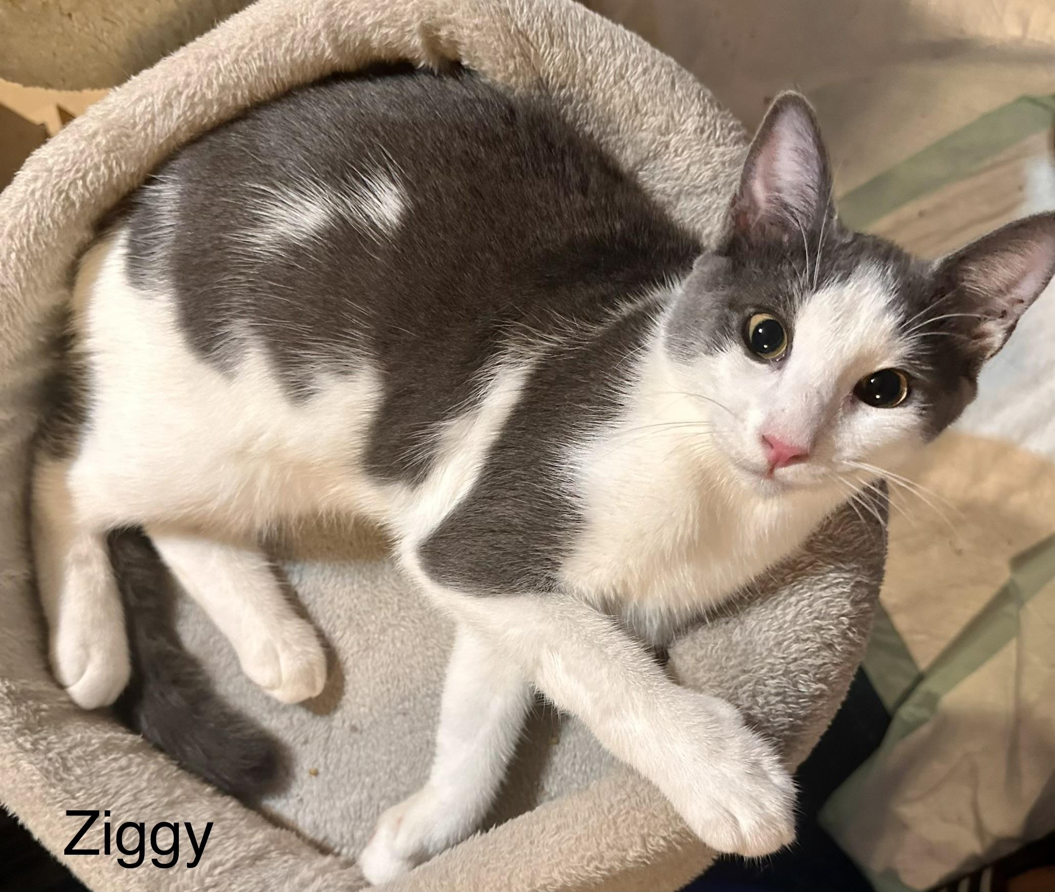 Enlarge Ziggy, a Adoptable Domestic Short Hair in Fayetteville, NC image 5/6