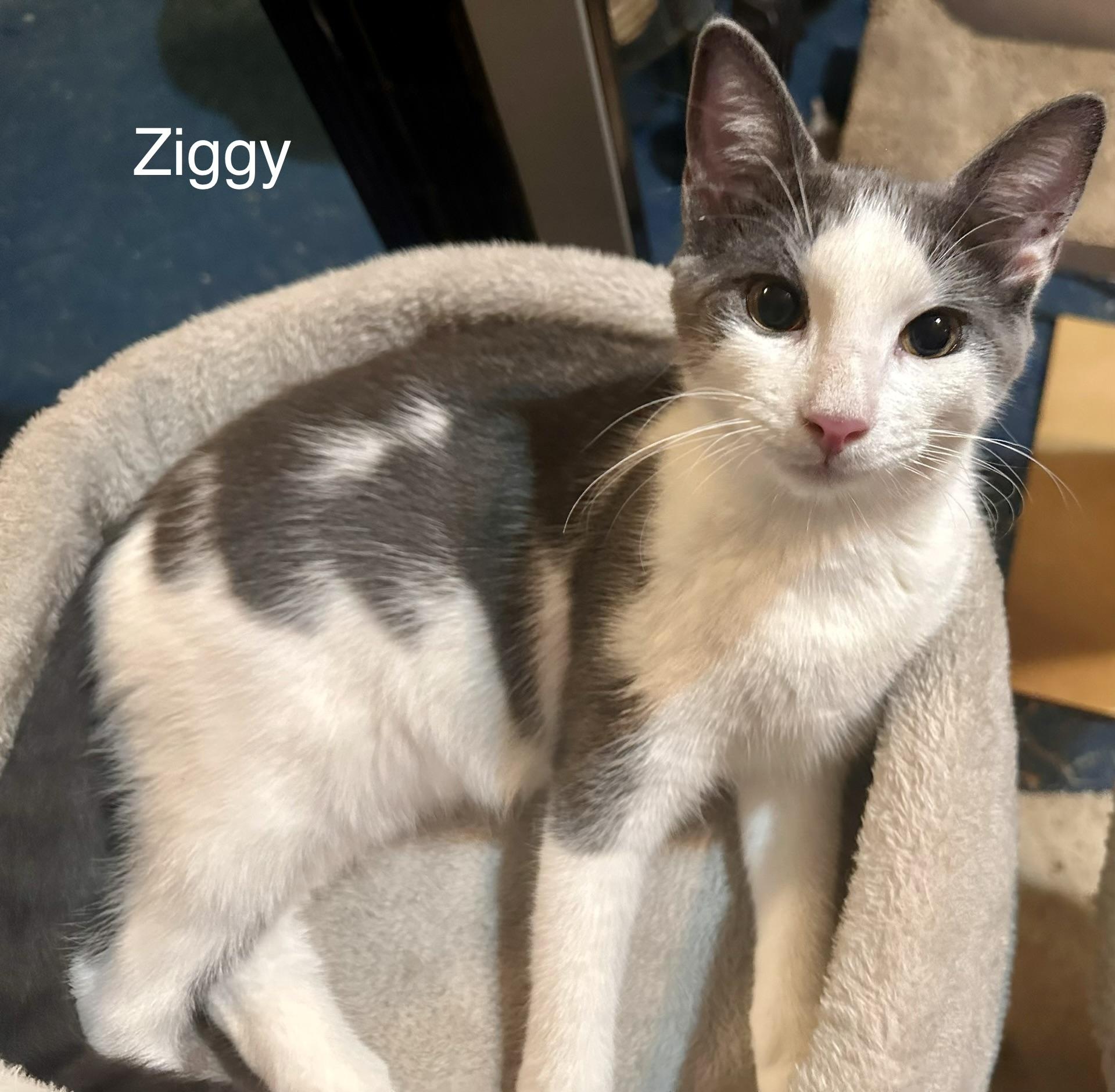 Enlarge Ziggy, a Adoptable Domestic Short Hair in Fayetteville, NC image 3/6