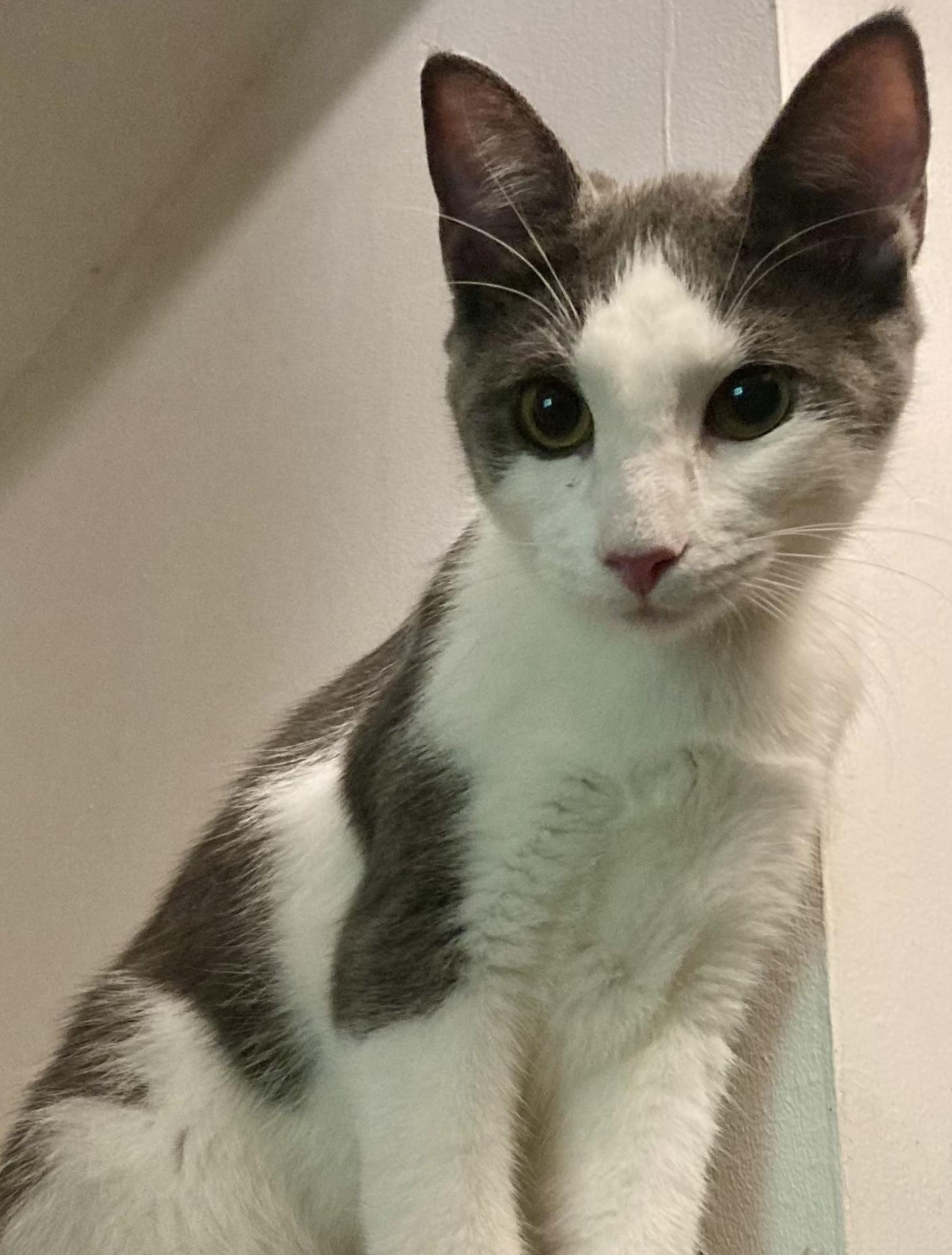 Enlarge Ziggy, a Adoptable Domestic Short Hair in Fayetteville, NC image 1/6