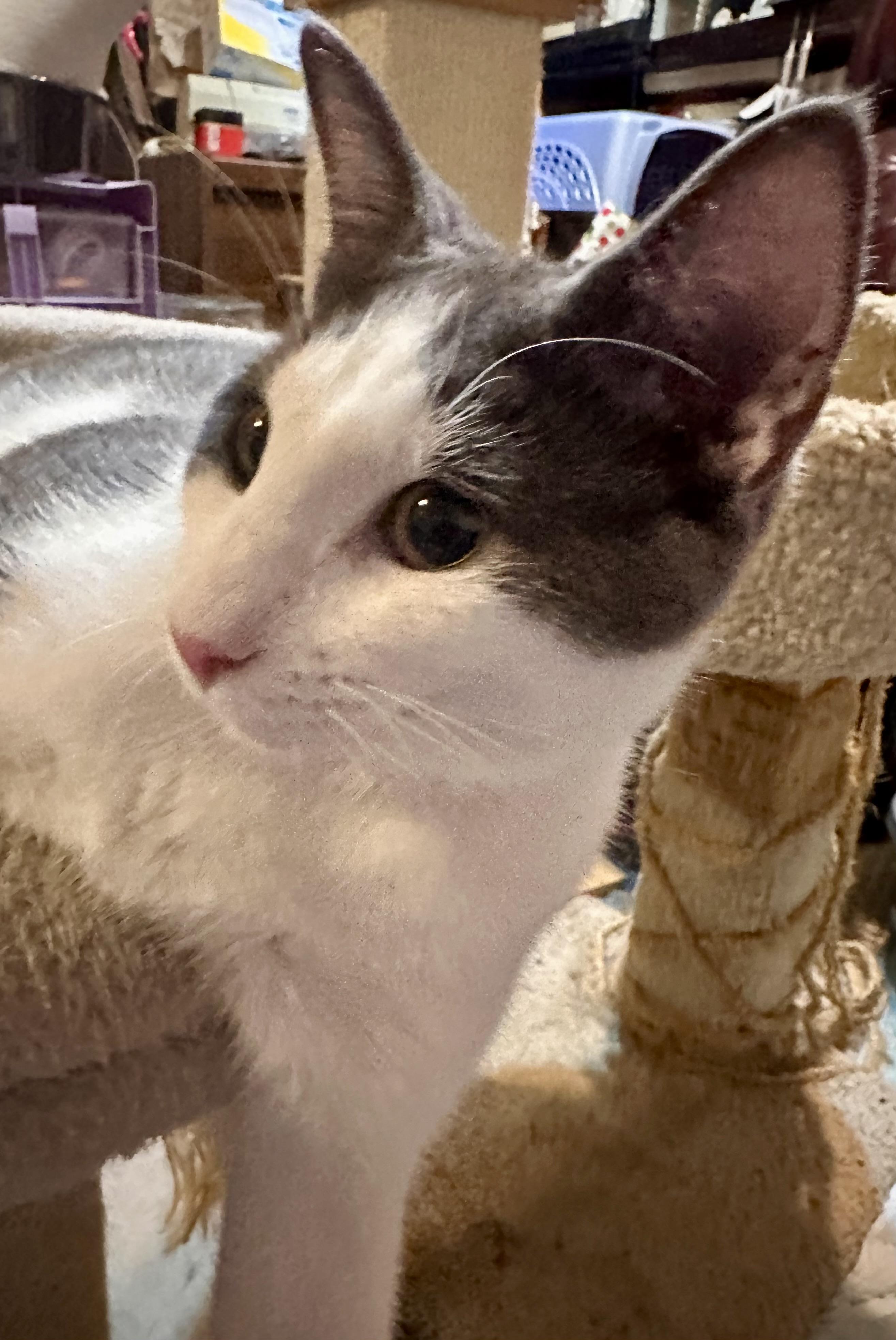 Enlarge Ziggy, a Adoptable Domestic Short Hair in Fayetteville, NC image 4/6