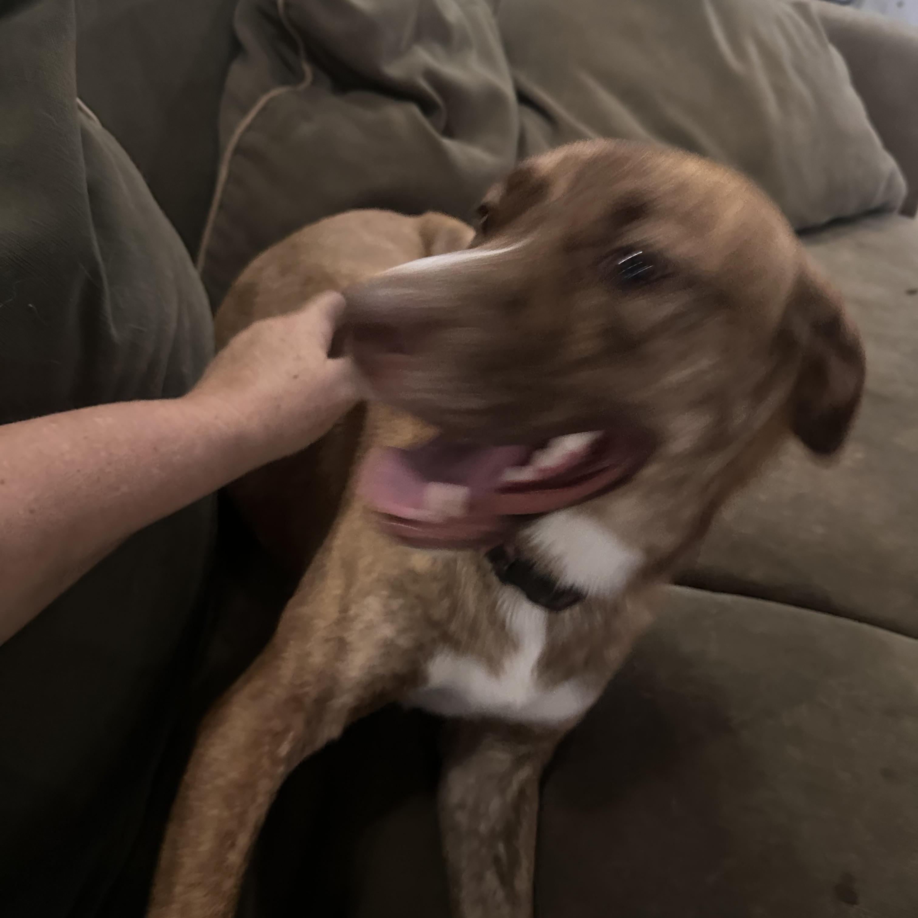 Enlarge Maple, a Adoptable mixed breed in Chelsea, AL image 3/6