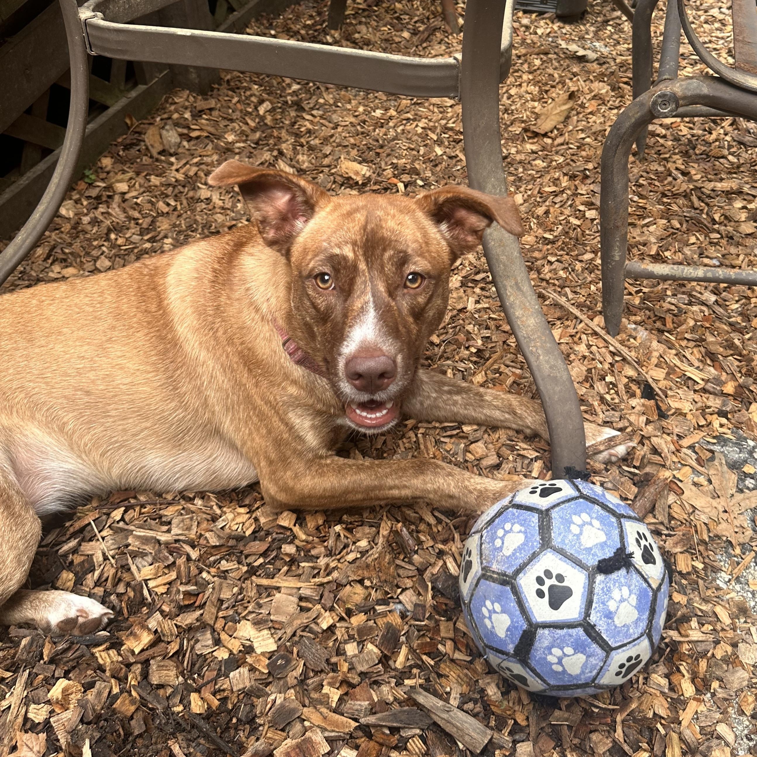 Enlarge Maple, a Adoptable mixed breed in Chelsea, AL image 1/6